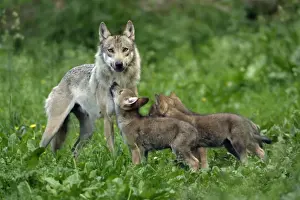 European Grey Wolf- cubs begging for food from female, Lower Saxony, Germany