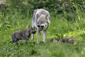 Growling Prints: European Grey Wolf- cubs begging for food from pack member, Lower Saxony, Germany