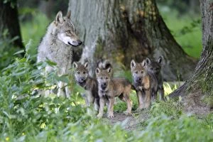 European Grey Wolf - female with 6 week old cubs, on the alert