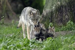 Wolves Collection: European Grey Wolf- female with young cubs, Lower Saxony, Germany
