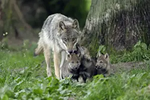 Cubs Prints: European Grey Wolf- female with young cubs, Lower Saxony, Germany