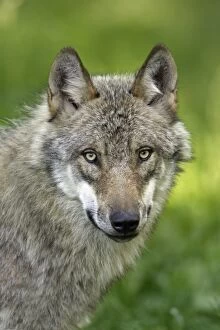 Images Dated 22nd June 2006: European Grey Wolf- portrait, Lower Saxony, Germany