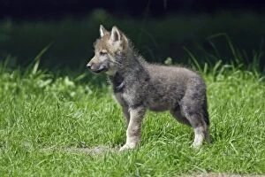European Grey Wolf - young cub, alert, 6 weeks old