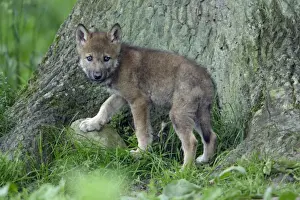 Wolf Prints: European Grey Wolf- young cub alert, Lower Saxony, Germany
