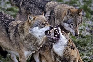 Dominance Gallery: European Grey Wolves snarling, showing aggression