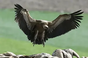 European Griffon Vulture, Andalucia, spain, February