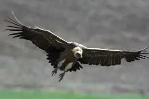 European Griffon Vulture, Andalucia, Spain, February