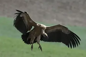Sinister Prints: European Griffon Vulture, Andalucia, spain, February