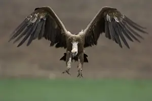 European Griffon Vulture, Andalucia, Spain, February
