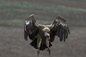 Images Dated 2nd December 2007: European Griffon Vulture, Andalucia, Spain, February