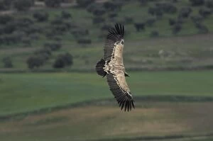 European Griffon Vulture - in flight
