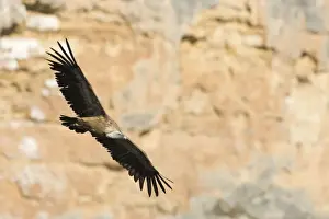 Thermal Prints: European Griffon Vulture - In flight in front of rock face - Spain