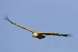 Images Dated 5th June 2005: European Griffon Vulture - In flight - Soaring showing wings held in characteristic shallow V
