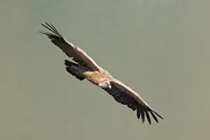 Thermal Prints: European Griffon Vulture - In flight - Spain