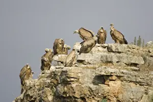 Vultures Prints: European Griffon Vulture - Group of vultures resting on high cliff-ledge - Spain