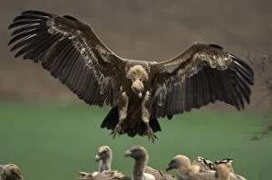 Images Dated 23rd February 2006: European Griffon Vultures, Andalucia, Spain, February
