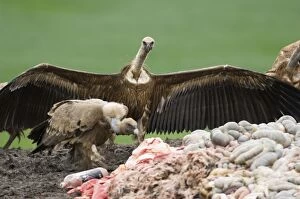 European Griffon Vultures feeding