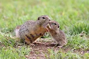 Austria Prints: European Ground Squirrel / Souslik - mother with young - Austria