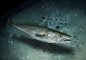 Abyssal Gallery: European Hake (composite image)