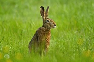 Images Dated 19th April 2011: European Hare - adult resting on a meadow in spring