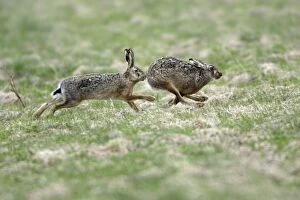 Images Dated 6th April 2006: European Hare- buck chasing doe, courtship behaviour, Neusiedler See NP, Austria