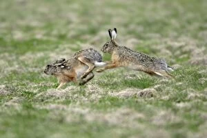 European Hare - buck chasing doe, courtship behaviour
