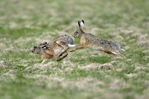 Images Dated 6th April 2006: European Hare- buck chasing doe, courtship behaviour, Neusiedler See NP, Austria