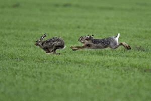 Images Dated 16th April 2006: European Hare- buck chasing doe, courtship behaviour, Neusiedler See NP, Austria