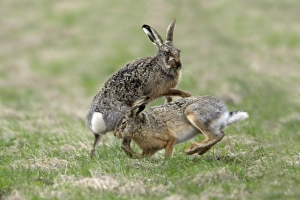 Images Dated 6th April 2006: European Hare- buck and doe showing courting behaviour, Neusiedler See NP, Austria