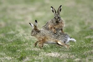 European Hare - buck and doe showing courting behaviour