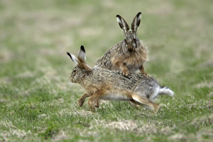 Images Dated 6th April 2006: European Hare- buck and doe showing courting behaviour, Neusiedler See NP, Austria