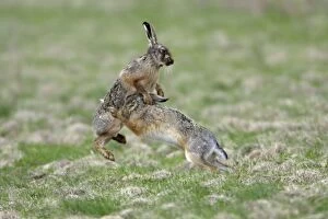 Images Dated 6th April 2006: European Hare- buck and doe showing courting behaviour, Neusiedler See NP, Austria