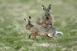 European Hare- buck and doe showing courting behaviour, Neusiedler See NP, Austria