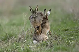 European Hare- buck and doe showing courting behaviour, Neusiedler See NP, Austria