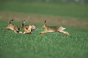 European Hare Bucks chasing Doe, sexual excitement, pre-copulation behaviour