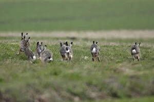 European Hare - bucks chasing doe during breeding season