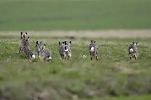 Does Prints: European Hare- bucks chasing doe during breeding season, Neusiedler See NP, Austria