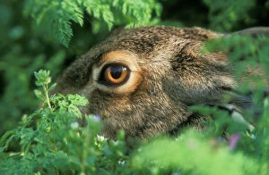 European HARE - close up of head and eye