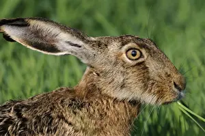 Grasses Prints: European hare - close-up with ears back eating grass