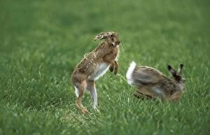 Images Dated 17th June 2004: European Hare Doe enticing Buck with her scent, precopulation behaviour