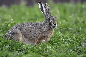 European Hare- eating clover on fallow land, Neusiedler See NP, Austria