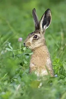 European Hare - eating clover leaves, Hessen, Germany