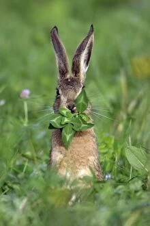 Images Dated 26th August 2007: European Hare - eating clover leaves