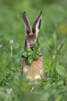European Hare - eating clover leaves, Hessen, Germany