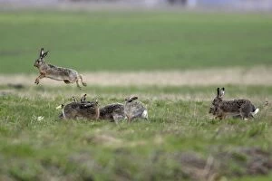European Hare - excited bucks chasing and leaping over doe during the breeding season
