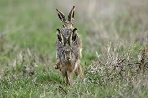 European Hare - frontal view, buck chasing doe