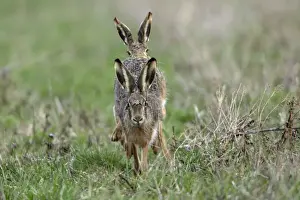 Does Prints: European Hare- frontal view, buck chasing doe, Neusiedler See NP, Austria