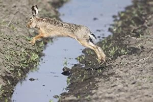 Images Dated 12th April 2009: European Hare - jumping over stream