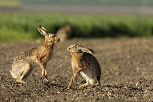 European Hare - mating season - buck and female fighting