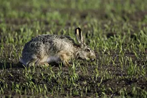 European Hare- nibbling young corn shoots, Neusiedler See NP, Austria